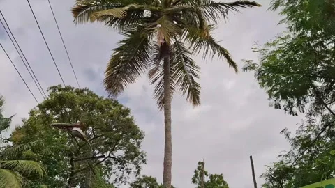 Coconut Palm Tree with Birds Flying Cloudy Sky Rural Scene Stock Footage 339144526