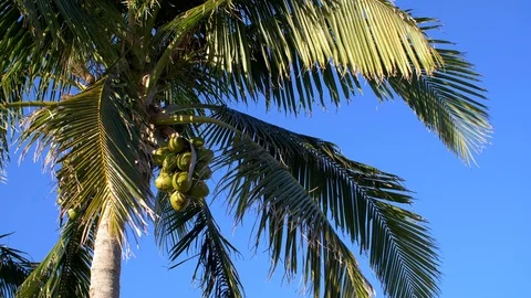 Coconut Palm Tree Blowing in the Wind Stock Footage 93748979