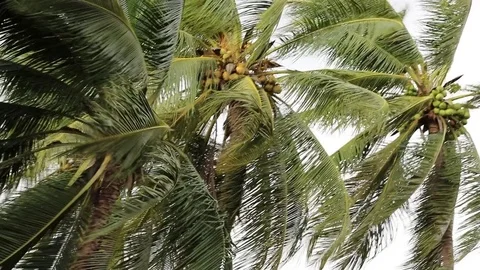 Coconut palm tree blowing in the winds before a power storm or hurricane Stock Footage
