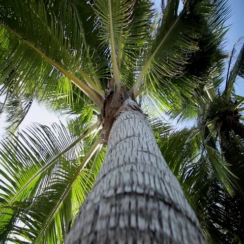 Coconut palm Tree On The Blue Sky Stock-Footage 69280102