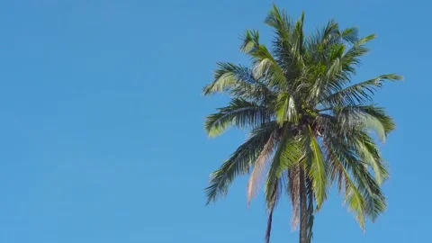 Coconut palm tree on blue sky background Stock Footage 144593458