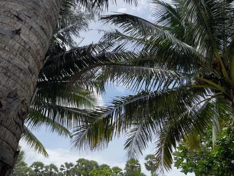 Coconut palm tree with blue sky and white clouds background. Stock Photos