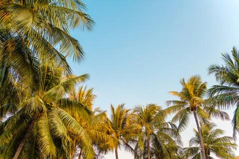 Coconut palm tree with blue sky 写真素材