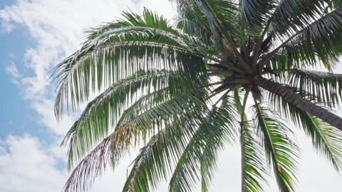 Coconut palm tree bottom view. Green palm tree on blue sky background. Video stock 166014820