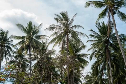 Coconut palm tree branches in the rainforest in Thailand. Stock Photos