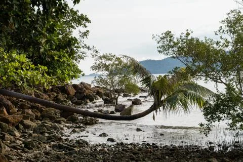 Coconut palm tree branches in the rainforest in Thailand. Stock Photos