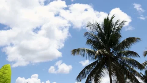 A Coconut Palm tree branches swaying to the wind against cloudscape. Stock Footage 154408789