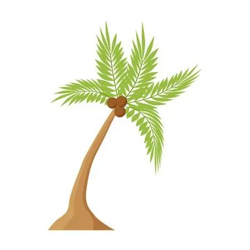 Coconut palm tree with bundle of ripe coco fruits and green leaves Ilustración de archivo