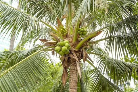 Coconut Palm Tree Close-Up. Stock Photos