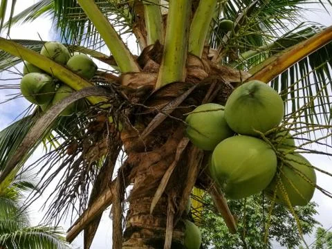 Coconut Palm tree with cloudy blue sky, beautiful tropical background. Stock Photos