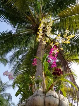 Coconut Palm tree with cloudy blue sky, beautiful tropical background. Stock Photos