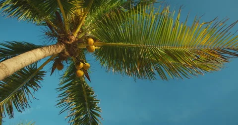 Coconut palm tree with clusters of ripe coconuts under clear blue tropical sky Stock Footage 310238063