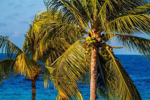 Coconut palm tree with coconuts on blue sea background Stock Photos