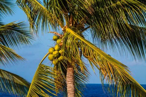 Coconut palm tree with coconuts on blue sky background Stock Photos