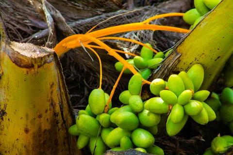 Coconut palm tree with coconuts, close up. Stock Photos