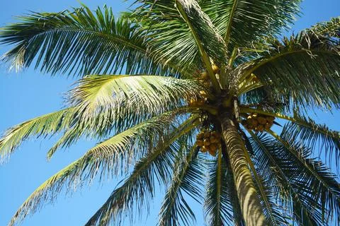 Coconut palm tree with coconuts closeup Stock Photos