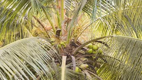 Coconut palm tree with coconuts in the forest Foto stock