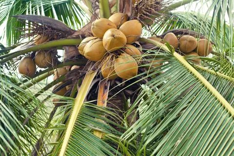 Coconut palm tree with coconuts Stock Photos