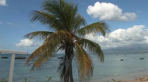 Coconut palm tree in Cuba Video stock 22110794