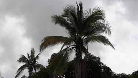 Coconut palm tree during thunderstorm with dark, gray Vidéo 157701081