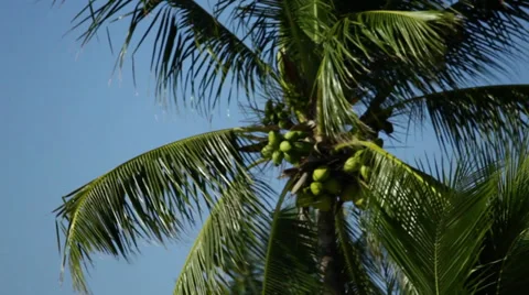 Coconut palm tree in the Florida Keys Video stock 32789498