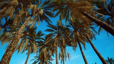 Coconut palm tree foliage under sky Stock Illustration