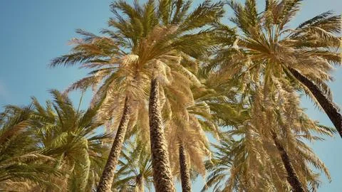 Coconut palm tree foliage under sky Illustrazione stock
