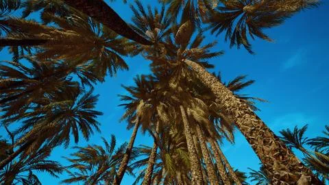 Coconut palm tree foliage under sky Stock Illustration
