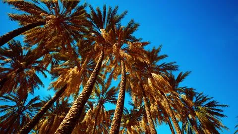 Coconut palm tree foliage under sky Stock Illustration