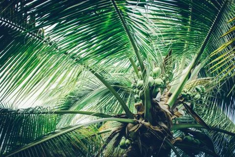 Coconut palm tree foliage under sky. Vintage background. Retro toned poster. Foto stock