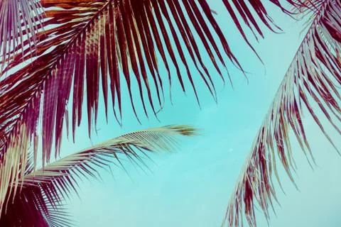 Coconut palm tree foliage under sky. Vintage background. Retro toned poster. Stock Photos