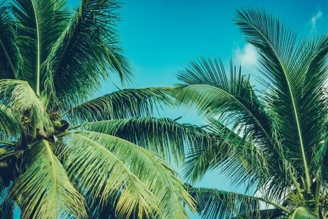 Coconut palm tree foliage under sky. Vintage background. Retro toned poster. Stock Photos