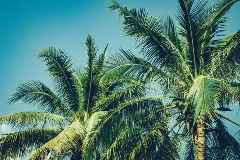 Coconut palm tree foliage under sky. Vintage background. Retro toned poster. Stock Photos