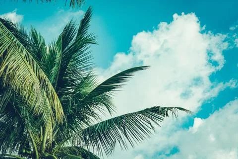 Coconut palm tree foliage under sky. Vintage background. Retro toned poster. Stock Photos