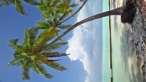 Coconut palm tree Stock Footage 26753077