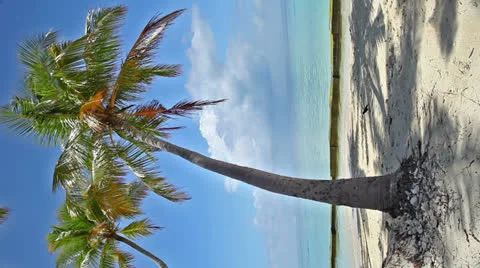 Coconut palm tree Stock Footage 26758816