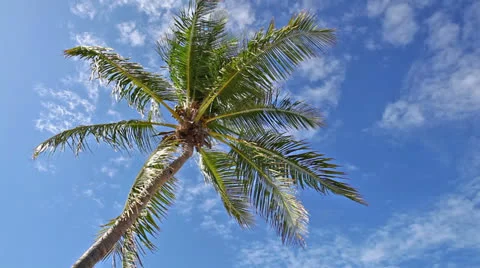 Coconut palm tree Stock Footage 26894731