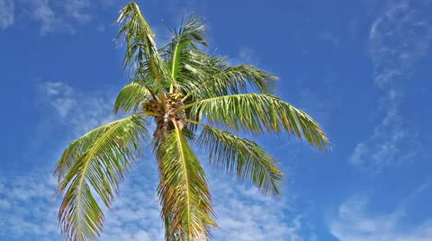 Coconut palm tree Stock Footage 26899514