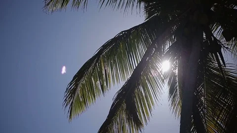 Coconut palm tree Stock Footage 72390818