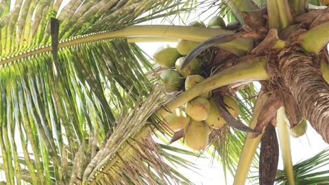Coconut on palm tree Stock Footage 241423599
