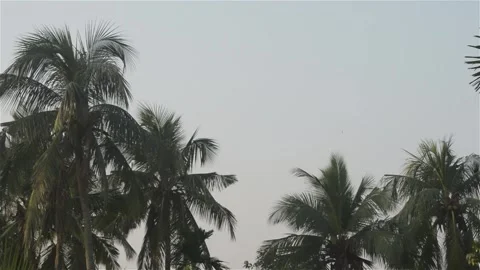 Coconut palm tree forest Vietnam. Panoramic landscape of tropical coconut tre Stock Footage 143093473