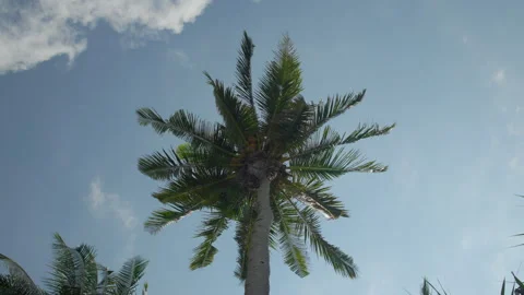 Coconut Palm Tree Framed by a Bright Blue Sky Near a Tropical Beach Stock Footage 336380717