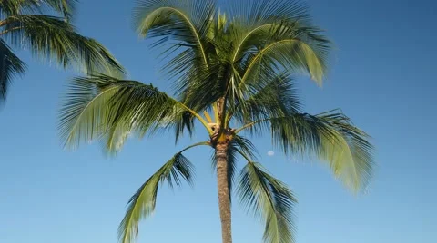 Coconut Palm Tree with full moon Stock Footage 41738374