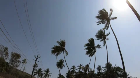 Coconut Palm tree Goa Nature tropical sea and sky. Stock Footage 141327005