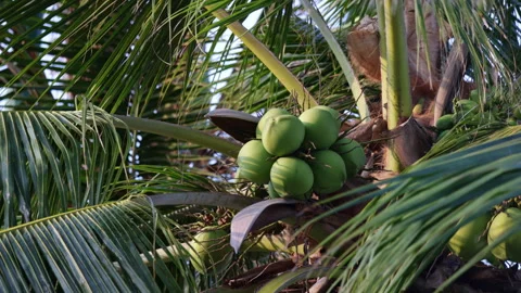Coconut palm tree with green coconuts growing Stock Footage 336562944