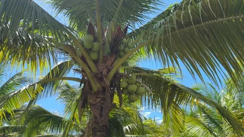 Coconut Palm Tree With Green Coconuts Growing in Clusters in Cambodia Stock Footage 336781735
