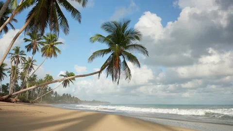 Coconut palm tree hanging over the shore of tropical deserted beach without Stock Footage 228741622