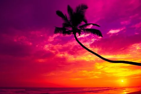 Coconut palm tree hanging over the water on tropical ocean beach at sunset Stock Photos