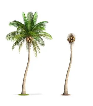 Coconut palm tree. Stock Illustration