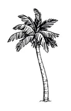 Coconut palm tree Illustrazione stock